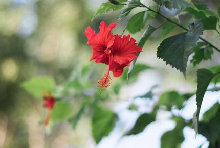 Villa Coronado on the Mexican Caribbean! - Cozumel, Mexico