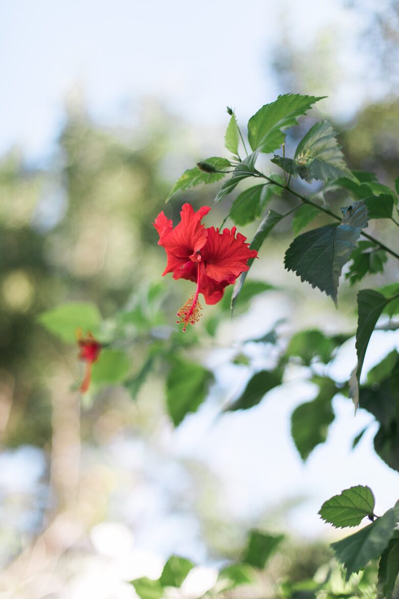 Villa Coronado on the Mexican Caribbean! - Cozumel, Mexico