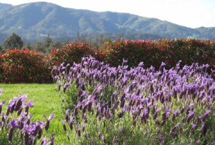 Travigne Estate - Villa - Motueka, New Zealand