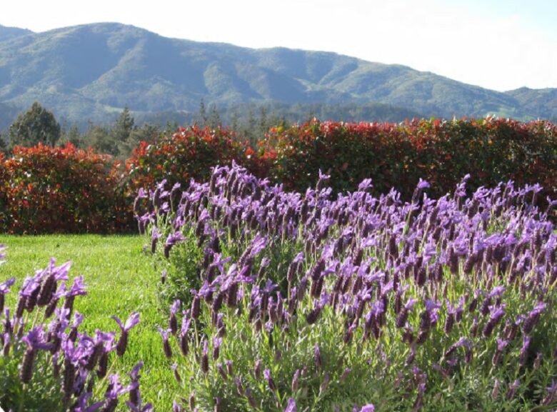 Travigne Estate - Villa - Motueka, New Zealand