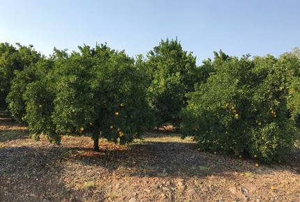 Ojai Ranch Retreat - Ojai, California