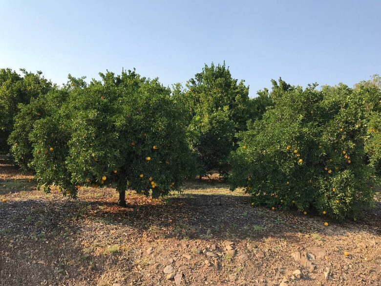 Ojai Ranch Retreat - Ojai, California