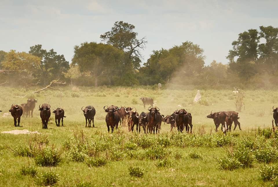 Tshilli Lodge - Maun, Botswana