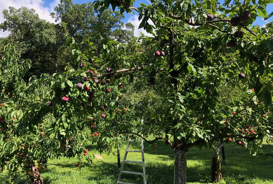 Luxury Farm Estate and Conservancy - Hyde Park, New York