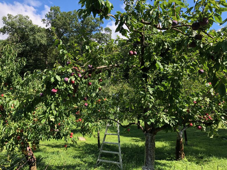 Luxury Farm Estate and Conservancy - Hyde Park, New York
