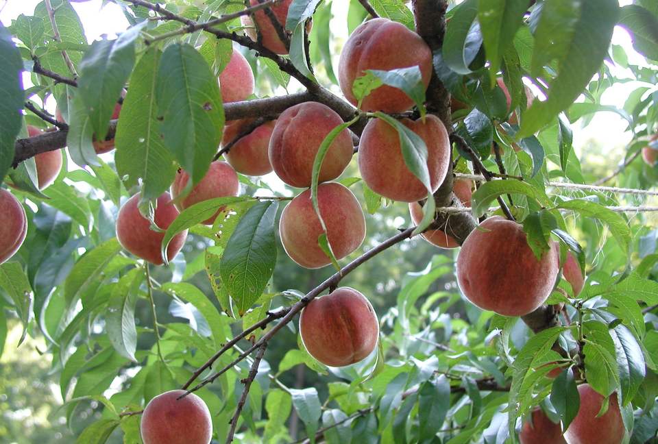 Luxury Farm Estate and Conservancy - Hyde Park, New York