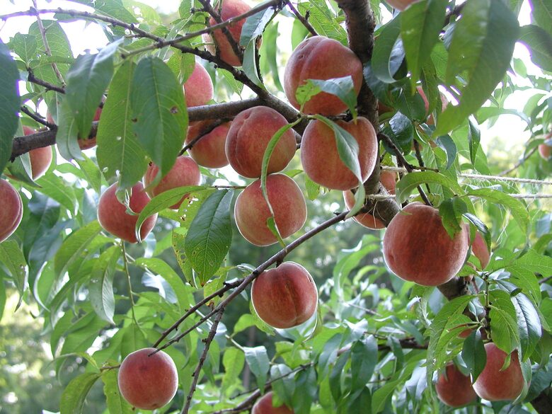 Luxury Farm Estate and Conservancy - Hyde Park, New York