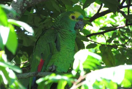 Stunning Mountainside Home in Rio - Rio de Janeiro, Brazil