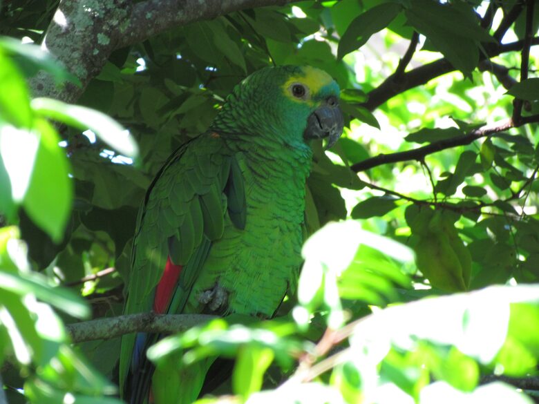 Stunning Mountainside Home in Rio - Rio de Janeiro, Brazil