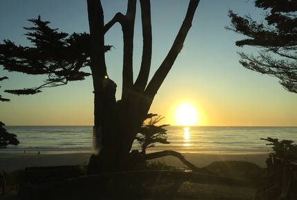 Elegance in the Forest - Monterey, California