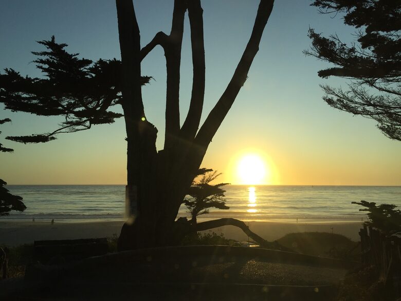 Elegance in the Forest - Monterey, California