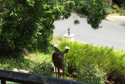Elegance in the Forest - Monterey, California