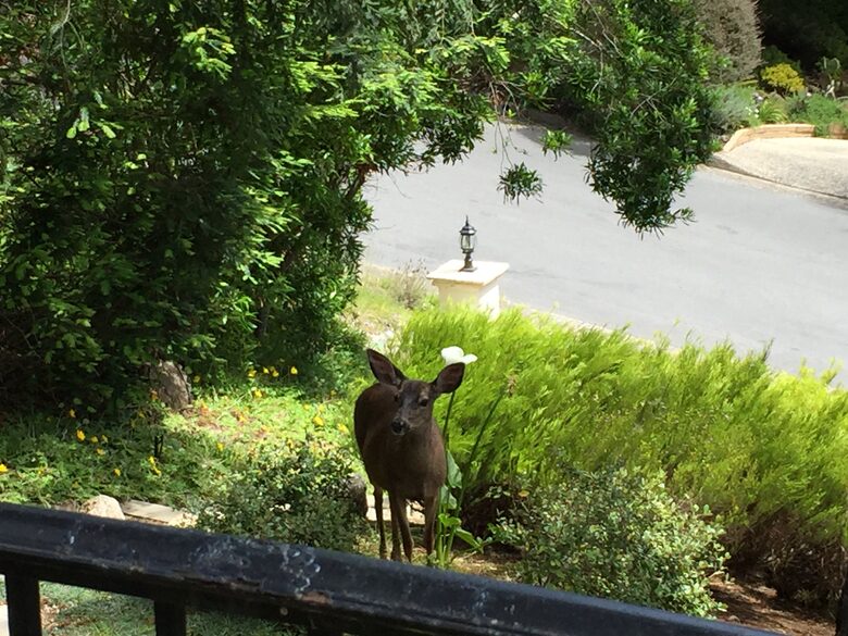 Elegance in the Forest - Monterey, California