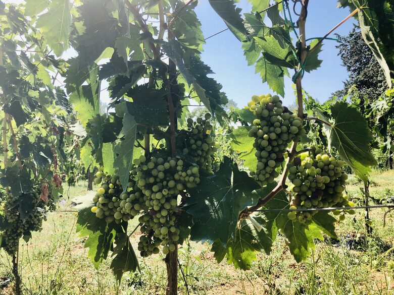 Palazzo Grande (R) - Corciano (Umbria), Italy