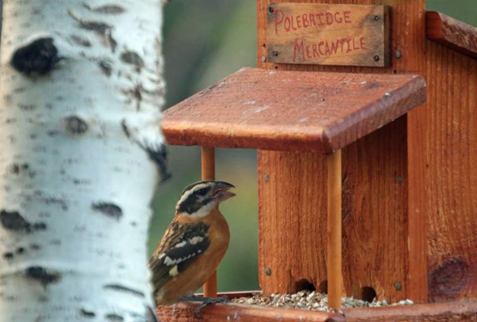 Bird feeder off of the deck