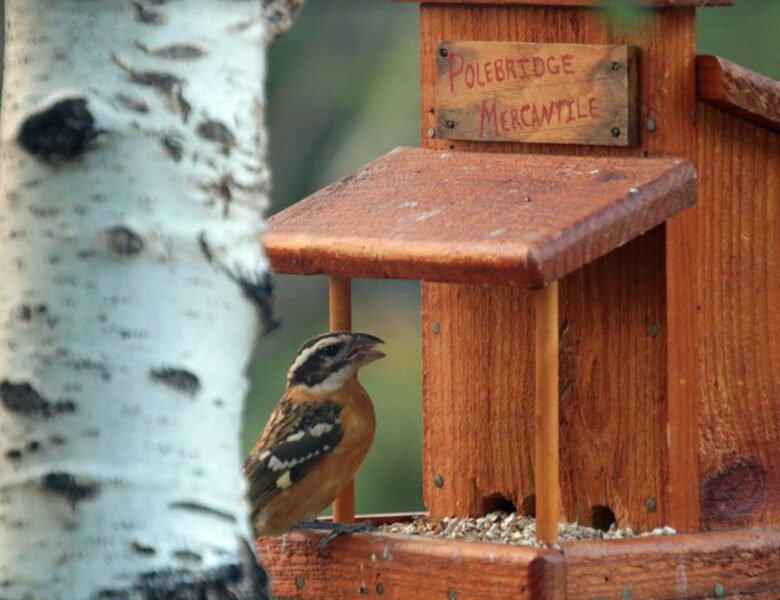 Bird feeder off of the deck