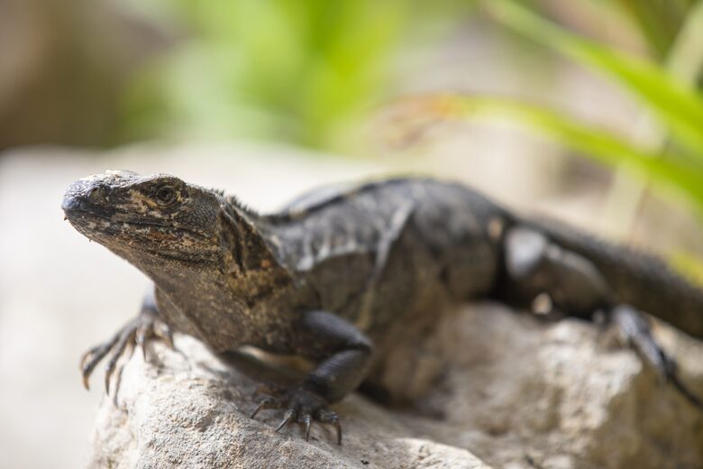 Villa Akoya - Santa Teresa, Costa Rica