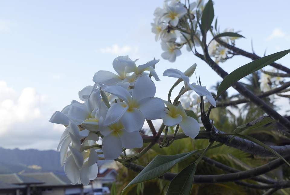 Cottage in Paradise - Honolulu, Hawaii