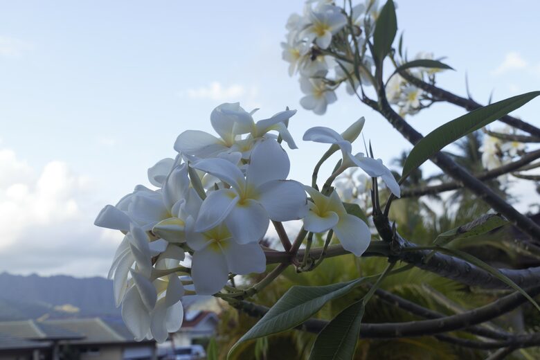 Cottage in Paradise - Honolulu, Hawaii