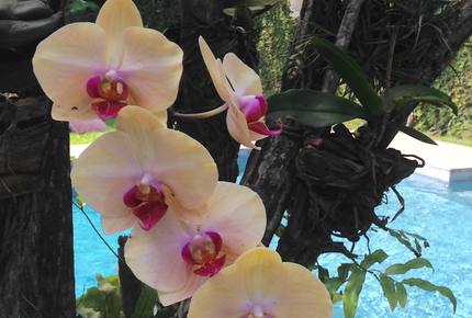 Stunning Mountainside Home in Rio - Rio de Janeiro, Brazil