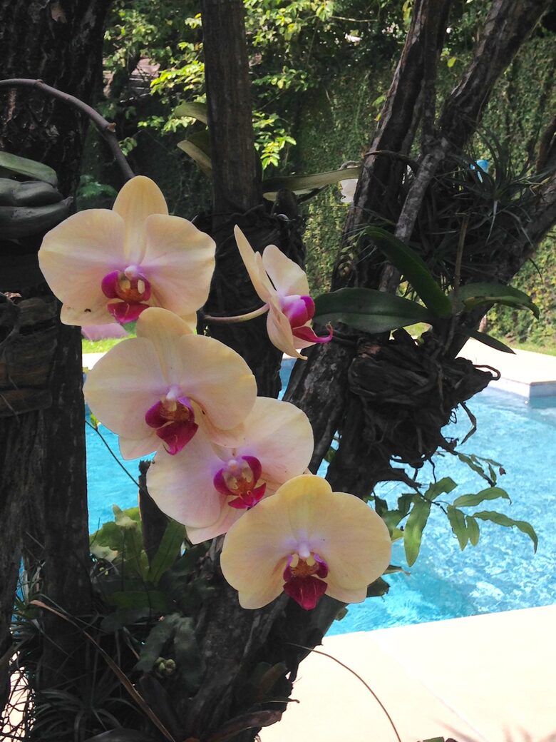 Stunning Mountainside Home in Rio - Rio de Janeiro, Brazil