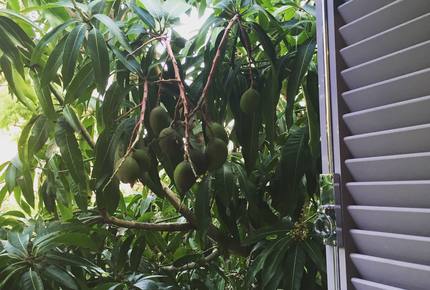 Stunning Mountainside Home in Rio - Rio de Janeiro, Brazil