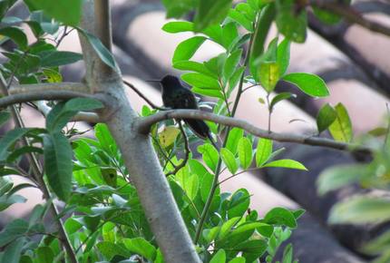 Stunning Mountainside Home in Rio - Rio de Janeiro, Brazil