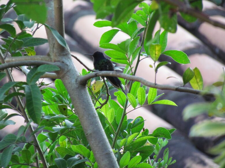 Stunning Mountainside Home in Rio - Rio de Janeiro, Brazil