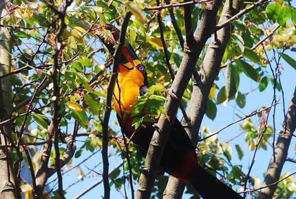 Stunning Mountainside Home in Rio - Rio de Janeiro, Brazil
