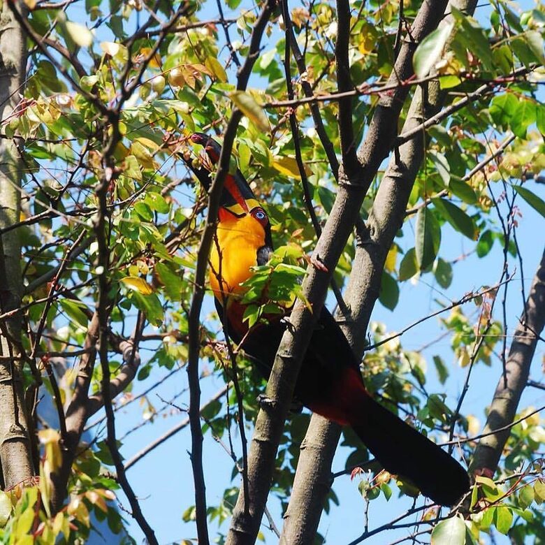 Stunning Mountainside Home in Rio - Rio de Janeiro, Brazil