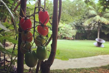 Stunning Mountainside Home in Rio - Rio de Janeiro, Brazil
