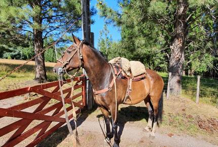 Gorgeous 880 Acre Argentina Ranch - Villa Lago Rivadavia, Argentina