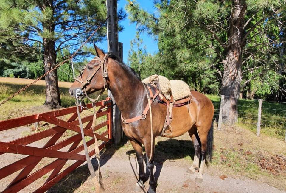 Ranch House on 880-acre Ranch in Argentine Lake District - Villa Lago Rivadavia, Argentina