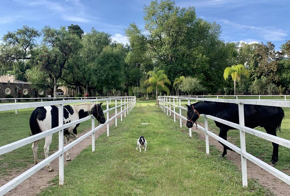 Luxury Mexican Hacienda Mesón Real De Plata - Santiago de Querétaro, Mexico