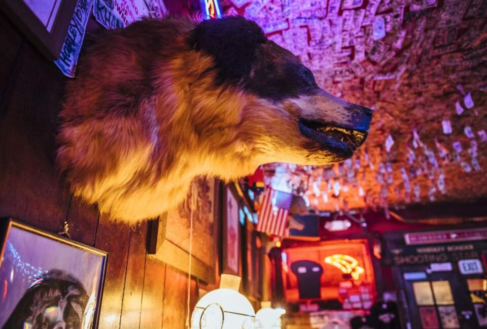 Bear head on a wall inside a bar