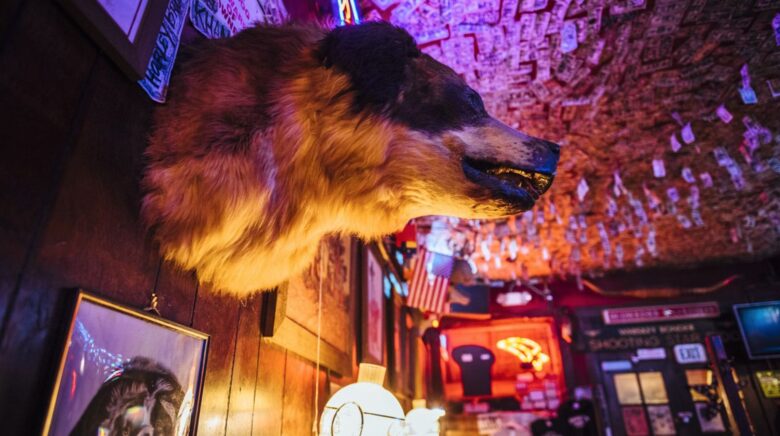 Bear head on a wall inside a bar