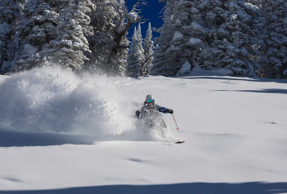 Downhill skier in snow with trees in the background