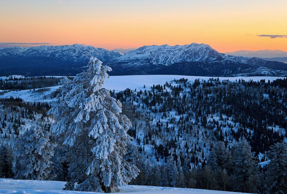Snow covered trees and mountains