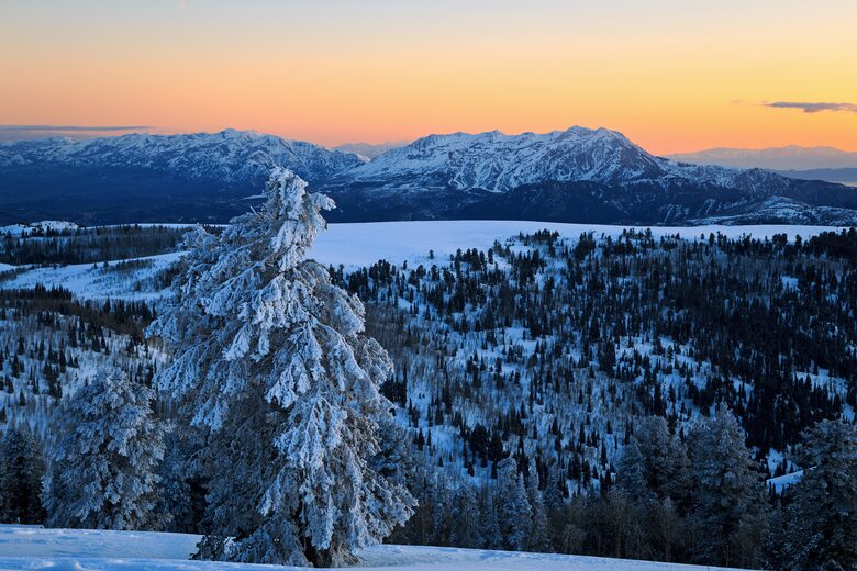 Snow covered trees and mountains