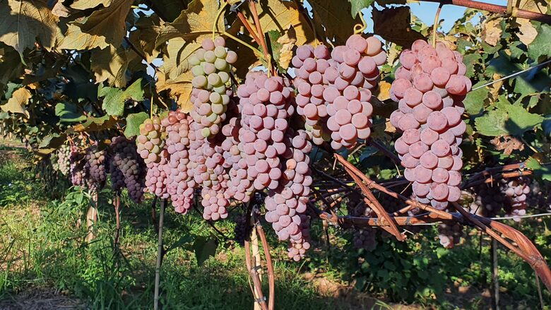 Historical Vale Verde Farmhouse - Itupeva, Brazil