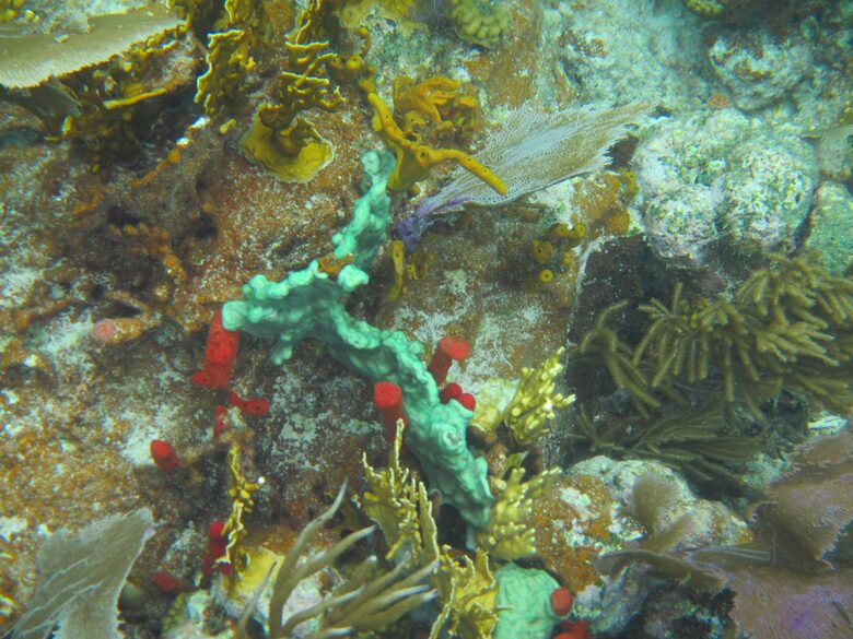 Virgin Islands Sailing – 50’ Luxury Crewed Catamaran - St. Thomas, Virgin Islands, U.S.