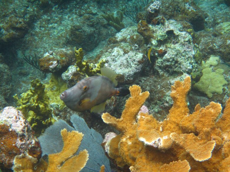 Virgin Islands Sailing – 50’ Luxury Crewed Catamaran - St. Thomas, Virgin Islands, U.S.