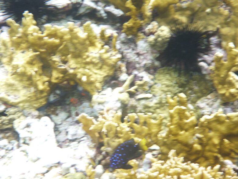 Virgin Islands Sailing – 50’ Luxury Crewed Catamaran - St. Thomas, Virgin Islands, U.S.