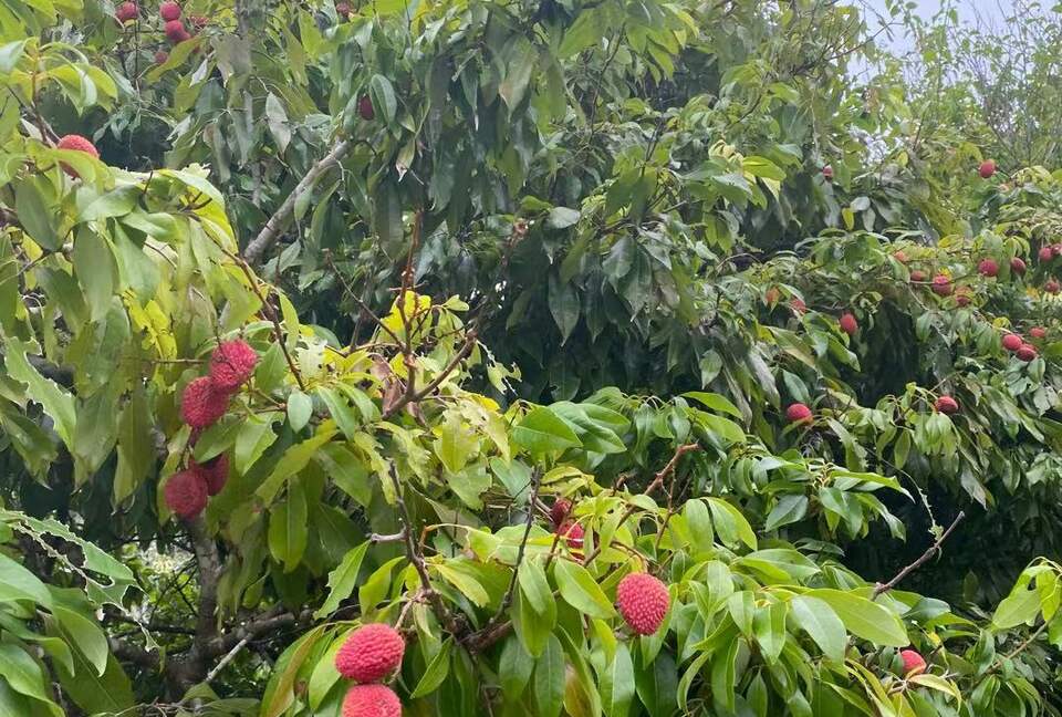 The Chateau on Wallis Island (R) - Wallis Lake, Australia