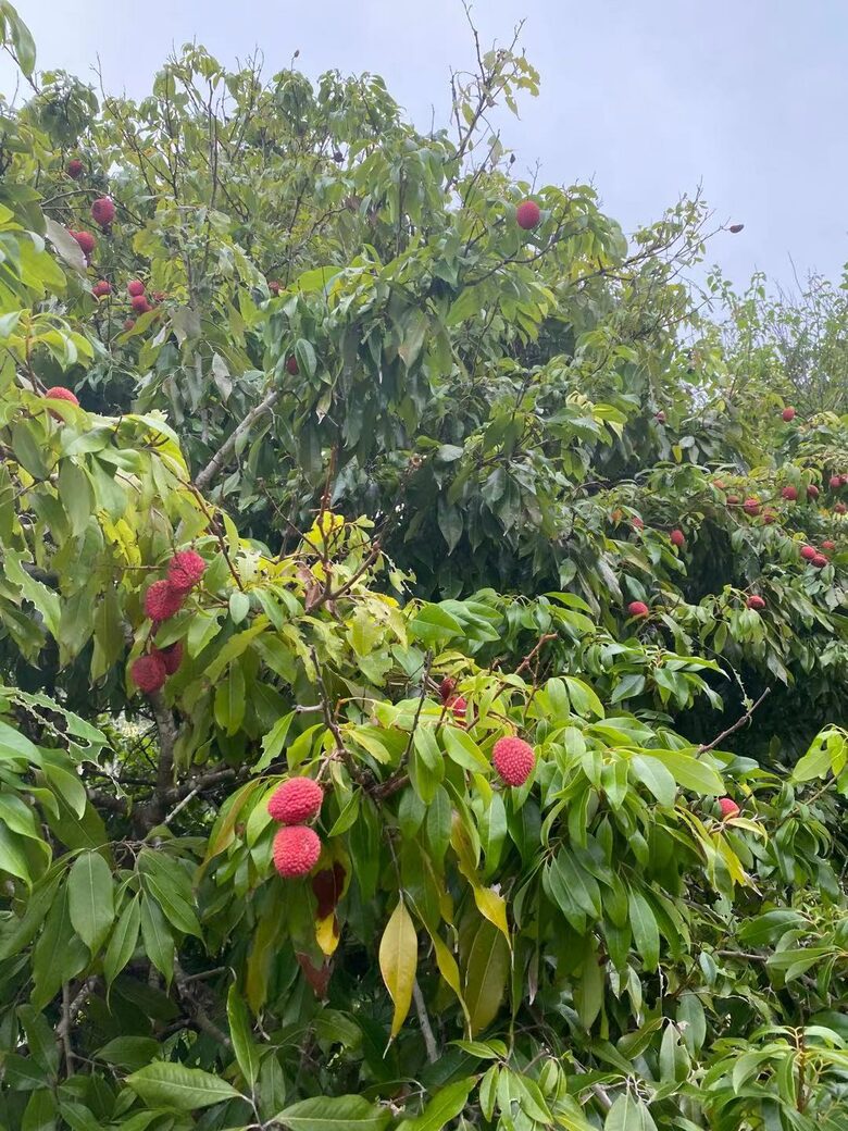 The Chateau on Wallis Island (R) - Wallis Lake, Australia