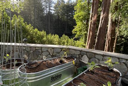 Mill Valley Masterpiece - Mill Valley, California