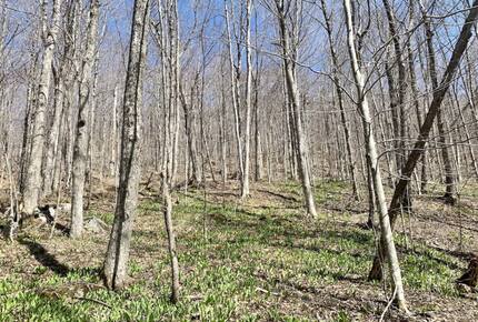 Home exchange in Jay Peak VT, forest views