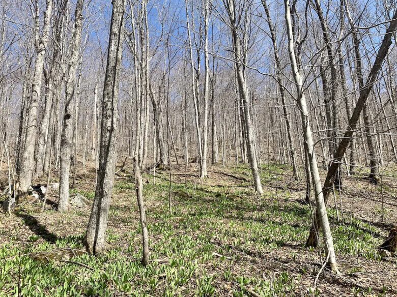 Home exchange in Jay Peak VT, forest views