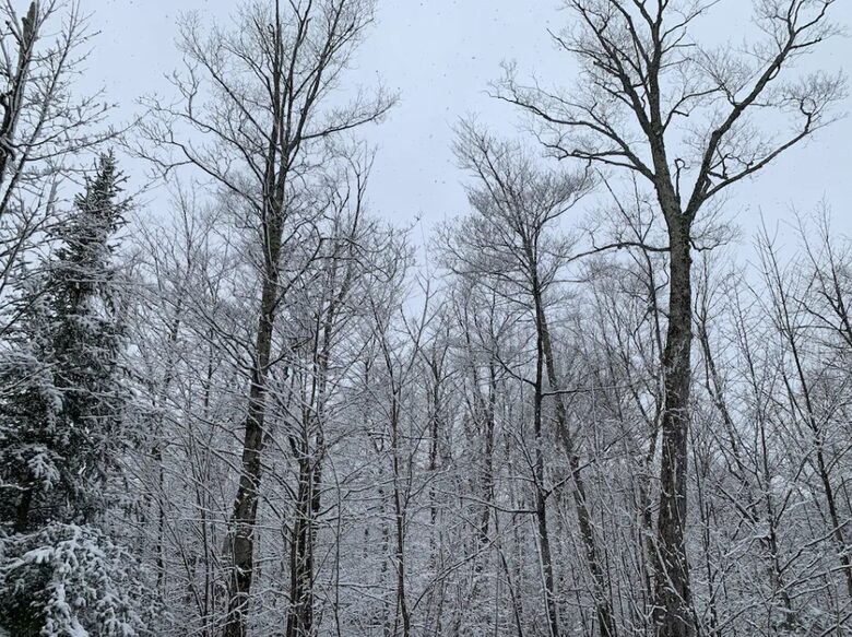 Home exchange in Jay Peak VT, snow covered forest views