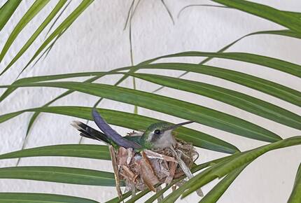 Indiginous Emerald Hummingbirds nest around our villa.
